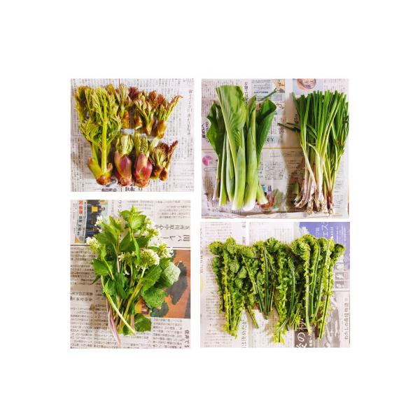 ■お礼品詳細　・配送種別：冷蔵便■お申し込み・配送・その他　・発送時期：2026-04-01〜2026-06-15（お届け時間帯指定可）　・申込受付期間：〜2026-05-31　・配達外のエリア：離島　・寄付証明書の送付時期目安：申込完了日...