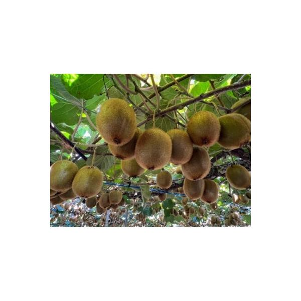 ■お礼品詳細　・配送種別：通常■お申し込み・配送・その他　・発送時期：2026/02/01〜2026/03/31（お届け時間帯指定可）　・申込受付期間：〜2026-03-20　・配達外のエリア：　・寄付証明書の送付時期目安：申込完了日から２...