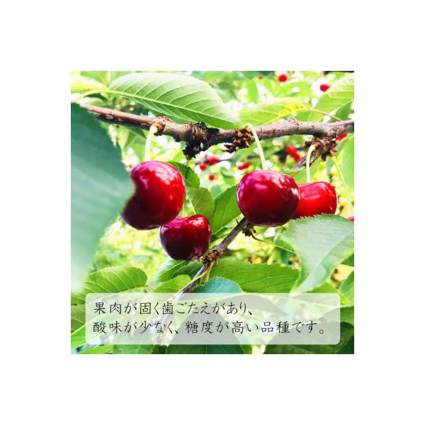ふるさと納税 中山町 【令和9年産先行受付】山形県中山町産さくらんぼ<紅秀峰>秀品2Lサイズ以上　約300g