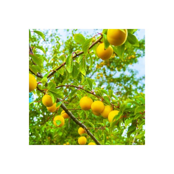 ■お礼品詳細　・配送種別：冷蔵便■お申し込み・配送・その他　・発送時期：2026-08-05〜2026-09-23（お届け時間帯指定可）　・申込受付期間：2025-08-18〜2026-08-17　・配達外のエリア：離島　・寄付証明書の送付...