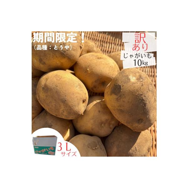 本日収穫 新じゃが とうや サイズ不選別 じゃがいも 茨城県産 25kg ふるさと納税 かすみがうら市 産地直送!訳ありお芋屋さんのBig