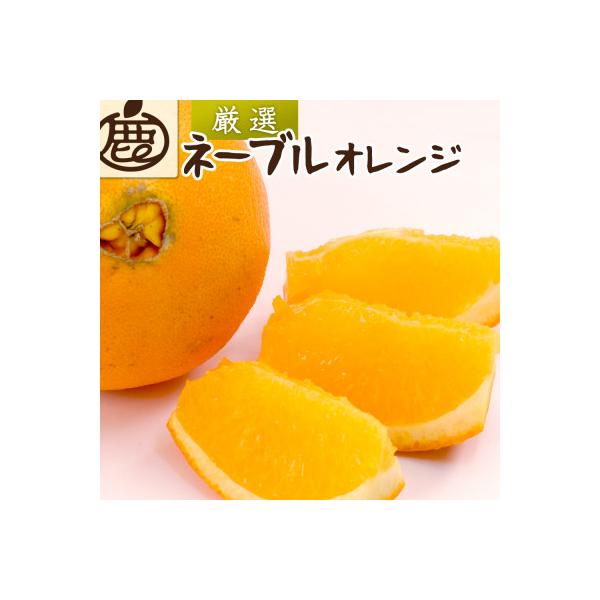 ふるさと納税 上富田町 厳選 ネーブルオレンジ1kg+250g(傷み補償分