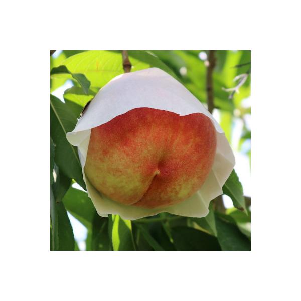 ■お礼品詳細　・配送種別：冷蔵便■お申し込み・配送・その他　・発送時期：2026/07/01〜2026/08/31（お届け時間帯指定可）　・申込受付期間：2025-09-01〜2026-07-25　・配達外のエリア：離島、北海道、沖縄県　・...