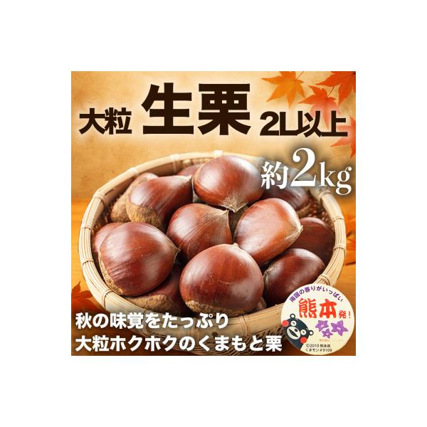 山鹿市 【先行予約】 熊本県産 秋の味覚 旬の生栗 ほくほく食感! 大粒栗 2L以上 約2kg(山鹿市)