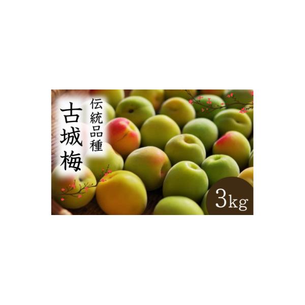 ふるさと納税 田辺市 【先行予約】 青梅【古城梅】 3kg(2027年5月より