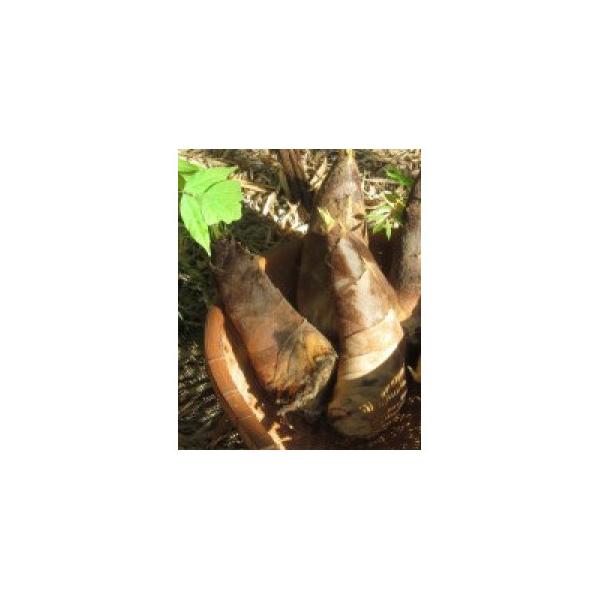 ■お礼品詳細　・配送種別：冷蔵便■お申し込み・配送・その他　・発送時期：2026-04-01〜2026-04-30（お届け時間帯指定可）　・申込受付期間：2025-12-05〜2026-03-31　・配達外のエリア：離島　・寄付証明書の送付...