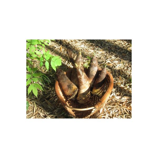 ■お礼品詳細　・配送種別：冷蔵便■お申し込み・配送・その他　・発送時期：2026-04-01〜2026-04-30（お届け時間帯指定可）　・申込受付期間：2025-12-05〜2026-03-31　・配達外のエリア：離島　・寄付証明書の送付...