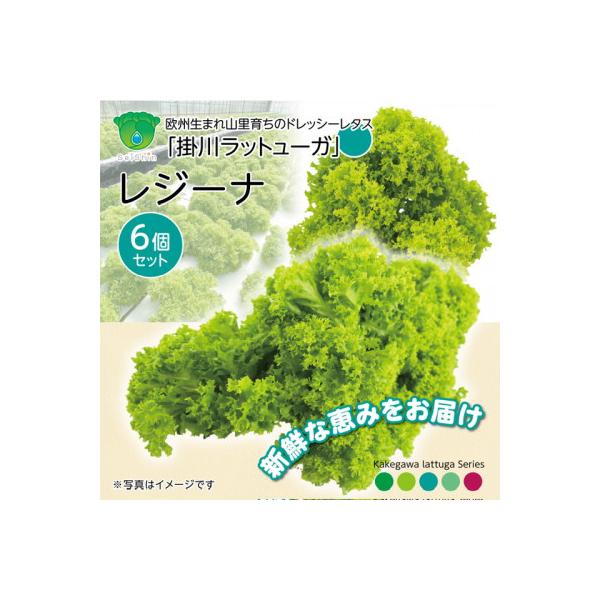 ■お礼品詳細　・配送種別：冷蔵便■お申し込み・配送・その他　・発送時期：2025-12-07〜2027-05-31（お届け時間帯指定可）　・申込受付期間：〜2027-05-26　・配達外のエリア：離島、北海道、沖縄県、四国、九州　・寄付証明...