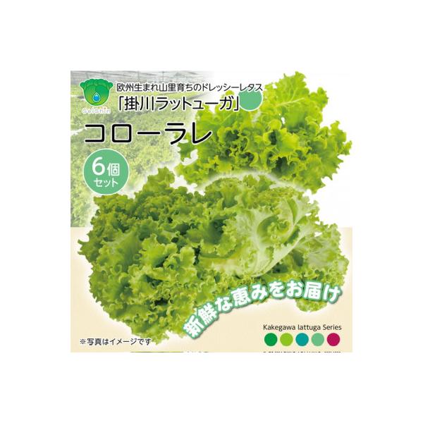 ■お礼品詳細　・配送種別：冷蔵便■お申し込み・配送・その他　・発送時期：2025-12-07〜2027-05-31（お届け時間帯指定可）　・申込受付期間：〜2027-05-26　・配達外のエリア：離島、北海道、沖縄県、四国、九州　・寄付証明...