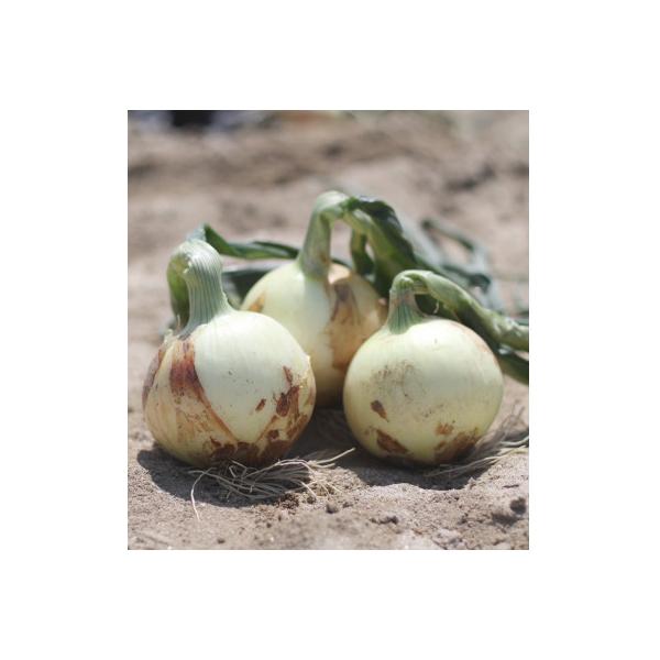 ■お礼品詳細　・配送種別：通常■お申し込み・配送・その他　・発送時期：2026年4月から順次発送　・申込受付期間：〜2026-06-15　・配達外のエリア：　・寄付証明書の送付時期目安：入金確認後1か月以内　・提供元：杉中園芸