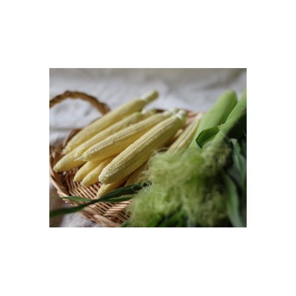 ■お礼品詳細　・配送種別：冷蔵便■お申し込み・配送・その他　・発送時期：2026年6月から順次発送　・申込受付期間：〜2026-06-15　・配達外のエリア：離島、北海道、沖縄県　・寄付証明書の送付時期目安：入金確認後1か月以内　・提供元：...