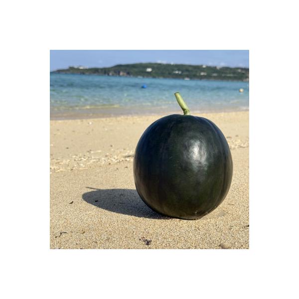 ■お礼品詳細　・配送種別：通常■お申し込み・配送・その他　・発送時期：2026/04/01〜2026/05/31（お届け時間帯指定可）　・申込受付期間：〜2026-05-20　・配達外のエリア：離島　・寄付証明書の送付時期目安：申込完了日か...