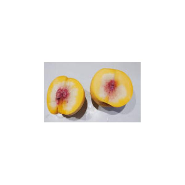 ■お礼品詳細　・配送種別：冷蔵便■お申し込み・配送・その他　・発送時期：2026-08-02〜2026-08-10（お届け時間帯指定可）　・申込受付期間：2026-01-15〜2026-07-31　・配達外のエリア：離島　・寄付証明書の送付...