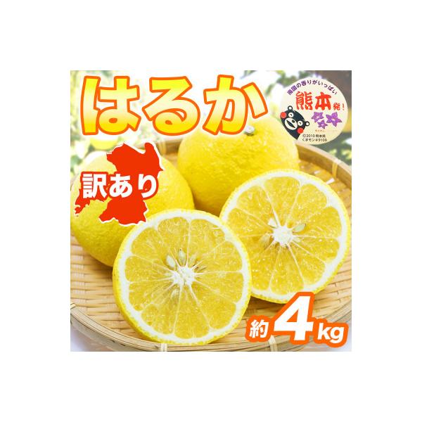 益城町産 みかん 約4kg