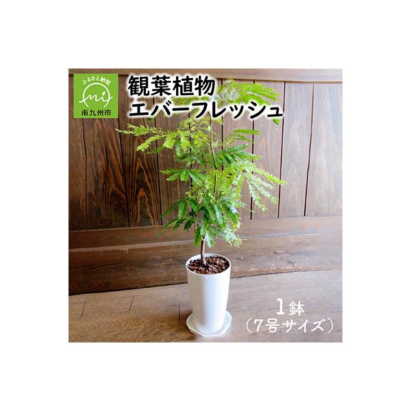 ふるさと納税 南九州市 観葉植物 エバーフレッシュ7号サイズ1鉢
