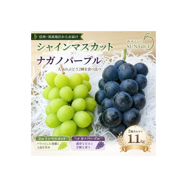 ふるさと納税 高山村 長野県産 ナガノパープルとシャインマスカット 計1.1kg(2房〜3房)2026年発送