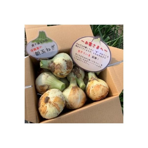 ■お礼品詳細■お申し込み・配送・その他　・発送時期：2月下旬〜6月末頃にかけてお申込み順に発送予定です。※天候等により大幅に出荷が前後する事もございますのでご了承ください。※生鮮品のため、到着後は箱から出して保存し、お早めにお召し上がりくだ...