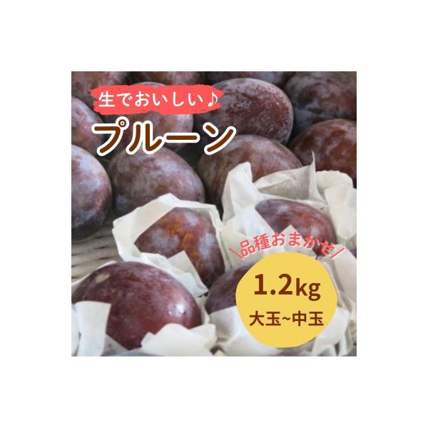 ふるさと納税 上山市 プルーン　1.2kg　大玉〜中玉　0075-2618