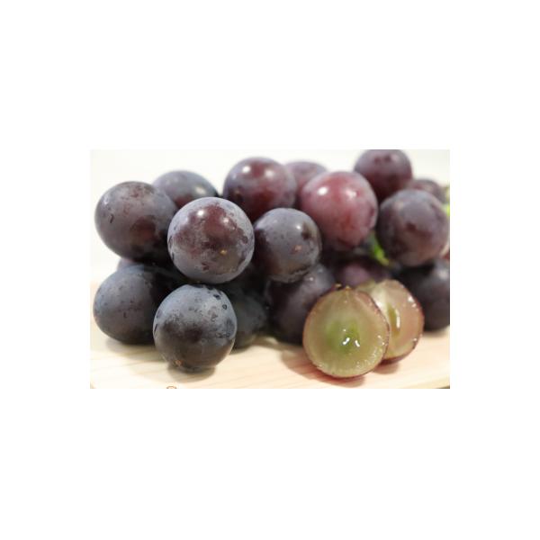 ■お礼品詳細　・提供事業者：山本観光ぶどう園■お申し込み・配送・その他　・発送時期：9月上旬頃〜9月下旬頃までの期間限定発送です。（お届け時間帯指定可）　・申込受付期間：9月下旬ごろまで　・配達外のエリア：離島、北海道、沖縄県　・寄付証明書...