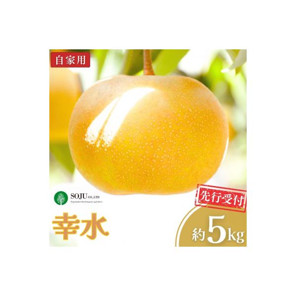 ふるさと納税 三条市 先行受付 和梨 幸水 自家用 5kg [三条果樹専門家集団]【010P047】
