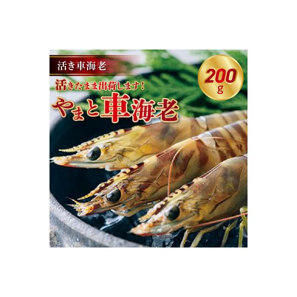 ふるさと納税 天草市 【指定日必須】活き車海老「やまと車海老」200g〈先行受付〉_S010-081