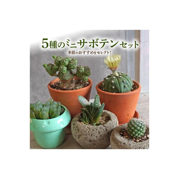 ふるさと納税 小牧市 ミニ サボテン セット(5種)【観葉植物・多肉植物