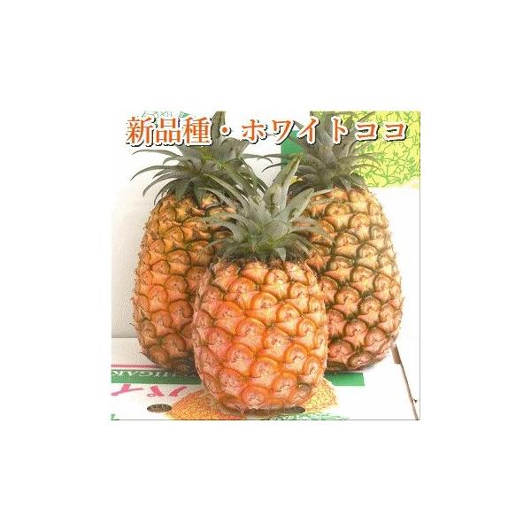 ■お礼品詳細■お申し込み・配送・その他　・発送時期：5月上旬より順次発送致します。天候状況等により発送時期が変動する可能性もございます。（お届け時間帯指定可）　・申込受付期間：期間限定　・配達外のエリア：　・寄付証明書の送付時期目安：申込完...