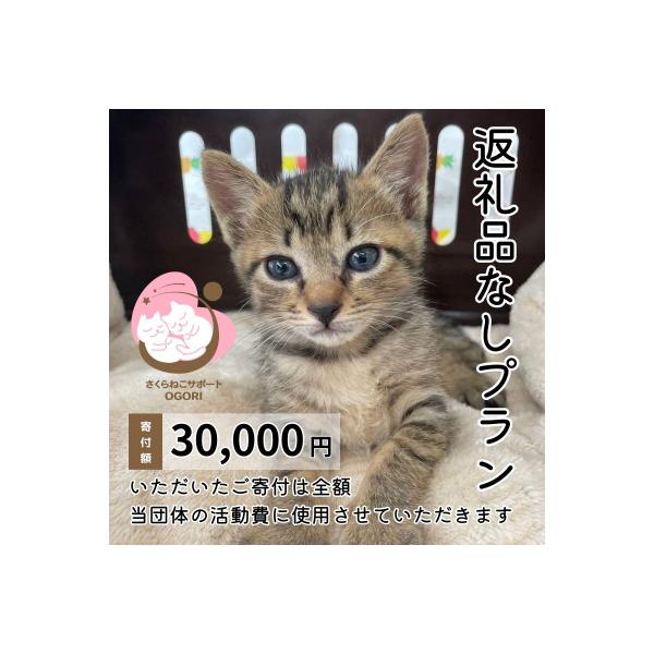 ふるさと納税 小郡市 保護猫活動を応援!返礼品無し 30,000円 (お礼状送付) 保護猫[No5354-2166]