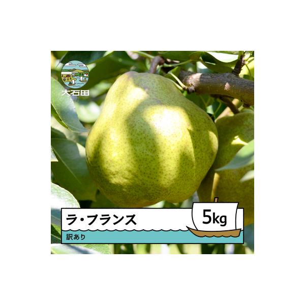 ■お礼品詳細　・産地：山形県　・内容量：約5kg(14玉~20玉前後)　・消費期限：出荷日より3日程度※お早めにお召し上がりください。■お申し込み・配送・その他　・発送時期：2026年11月中旬~12月下旬頃※生育の状況により多少前後するこ...