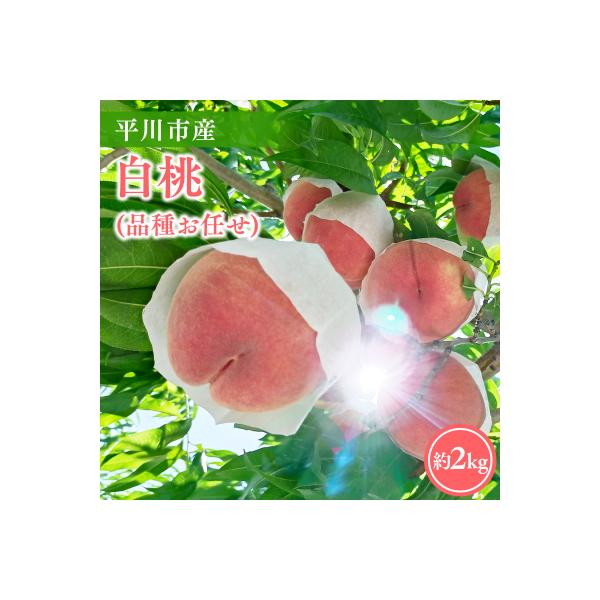 ■お礼品詳細　・配送方法：通常便　・事業者：今井農園　・アレルギー：もも　・賞味期限：到着後、冷蔵庫にて7日程度目安　・内容量：青森県平川市産 白桃　品種お任せ(あかつき/まどか/伊達白桃)　約２kg(6-8玉)■お申し込み・配送・その他　...