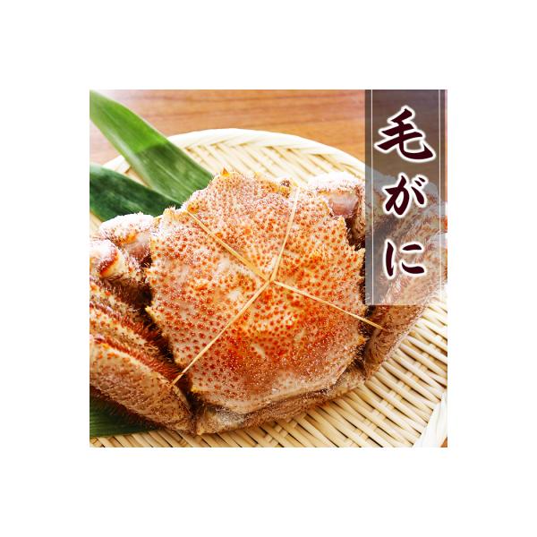 ふるさと納税 根室市 毛がに約500〜600g×1尾 A-32045