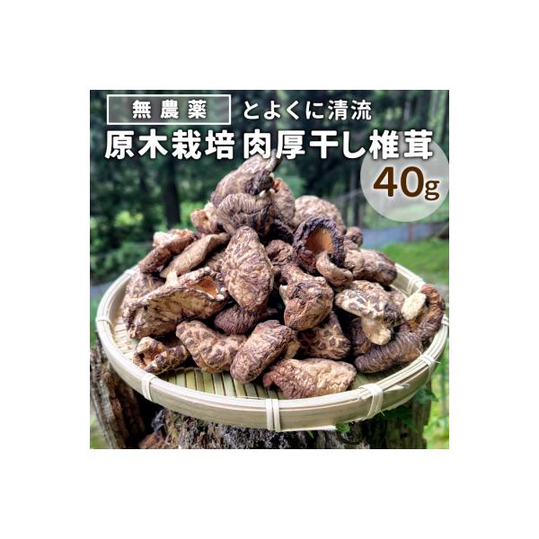 ふるさと納税 設楽町 栽培期間中農薬不使用 原木栽培 とよくに清流 ほししいたけ 40g 椎茸