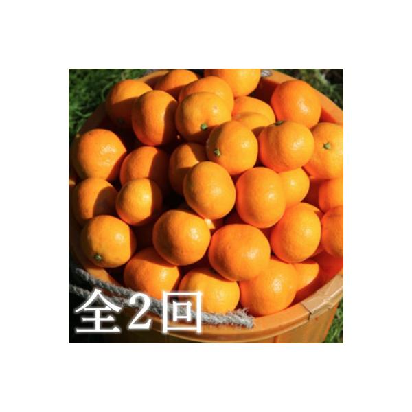 ふるさと納税 八幡浜市 【発送月固定定期便】代々橙みかん5kg(家庭用