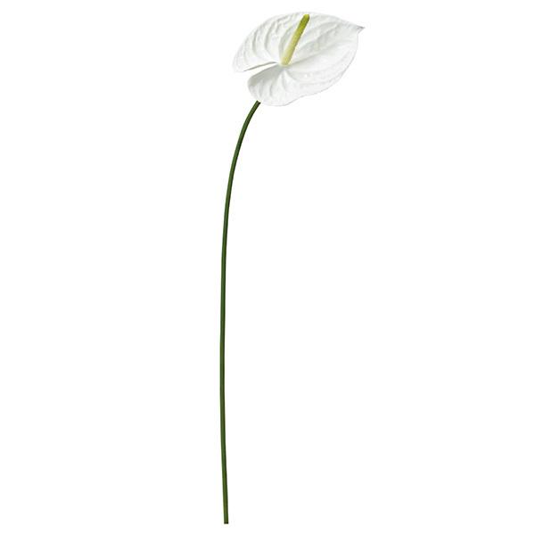  Ƃ悹i AXE   ăAW 썑 썑AW AX[ A[eBtBVt[ ϗtA ԍ AXJ ASCA AXJ