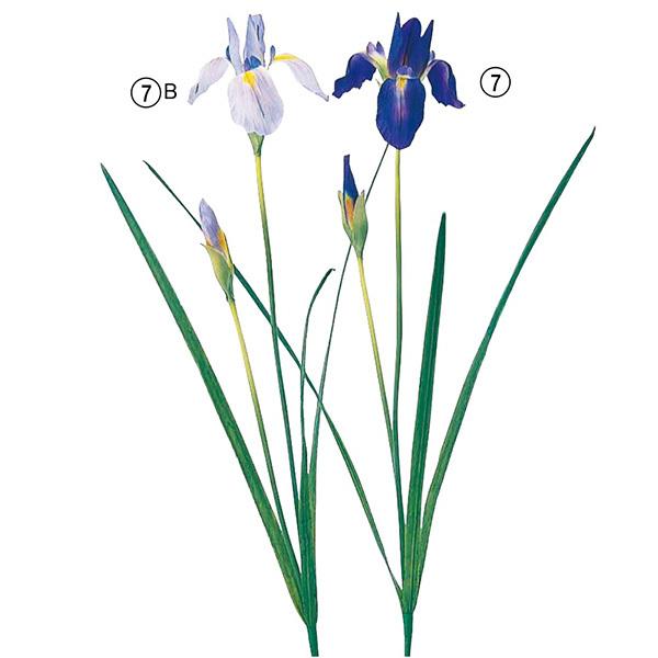 商品サイズ(素材):L47 花径1~9 (ポリエステル・ビニール樹脂コート)( allp5 )(10_dras)( 15_asoh )( sprngflw )( elsmmr )【お伝えしたいこと】※商品名の×(数字)は商品1点に含まれる花...