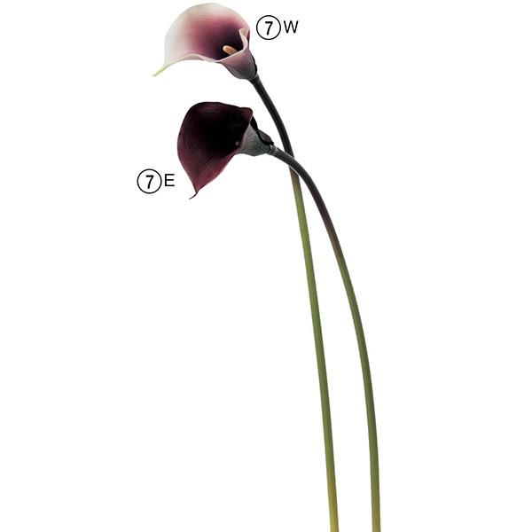 造花 とりよせ品 Asca アスカ カラーリリィ インテリア インテリアフラワー フェイクフラワー シルクフラワー インテリアグリーン 春 Asc A 造花ドライフラワー専門問屋花びし 通販 Yahoo ショッピング