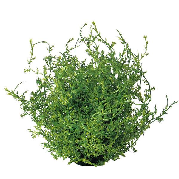 商品サイズ(素材):H14 φ15 (ポリエチレン・プラスチック)【ポリエチレン商品について】プラスチックの素材感がよくわかるものになります。光沢感、硬さがあるものや、一部製造過程でできる、バリと呼ばれるはみ出た部分があるものもございます。...