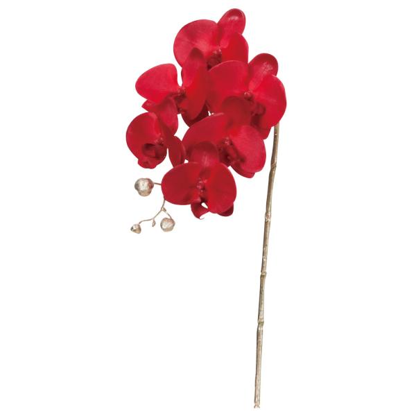 草文花入 (三上 亮) 未使用 新品同様 bizarre style Cymbidium韓国産超小型・不動芸・轟タイプ変り花【元光