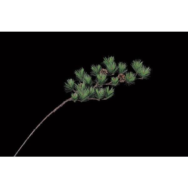  O[ Ƃ悹i ܗt a  pC CeA tFCN O[ p[c CeAt[ tFCNt[ ԍ AXJ ASCA AXJ