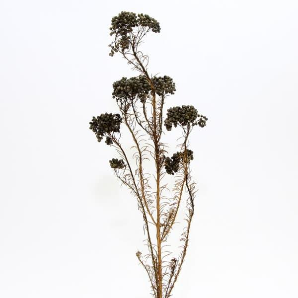 ドライフラワー 花材 とりよせ品 Asca アスカ ライスフラワー グレイッシュグリーン プリザーブドフラワー 花材 材料 リース ブーケ Asc An 052g 造花ドライフラワー専門問屋花びし 通販 Yahoo ショッピング