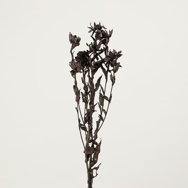 ドライフラワー 花材 とりよせ品 Asca アスカ ベニバナ ブラック 紅花 黒 スワッグ 髪飾り 花材 パーツ 材料 花束 ブーケ おしゃれ Asc An003 100 造花ドライフラワー専門問屋花びし 通販 Yahoo ショッピング