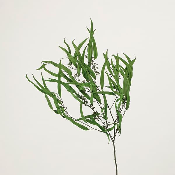 ドライフラワー 花材 とりよせ品 Asca アスカ ユーカリ 細葉 実付 グリーン 花材 材料 緑 リーフ 葉 ドライフラワー スワッグ Asc An008 051a 造花ドライフラワー専門問屋花びし 通販 Yahoo ショッピング