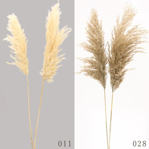 【商品仕様】全長 約80cm2本(1束)【お伝えしたいこと】※花材を入れている袋にしわが入っている場合があります。※ドライ加工した商品の特性上、穂が落ちやすくなっております。ヘアスプレーや当店で取り扱っているネオ・ルシールを使っていただくと...