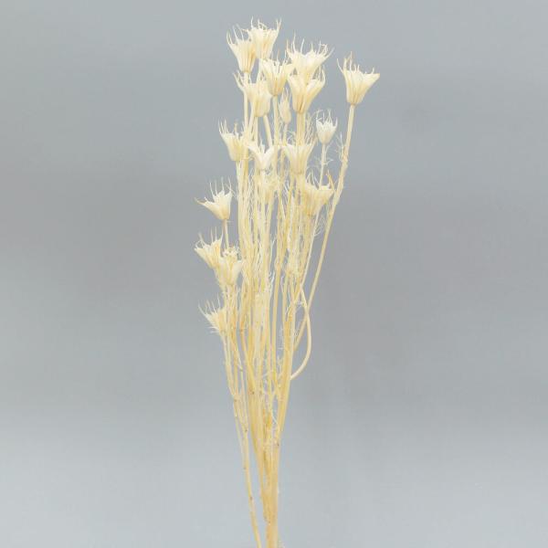 【商品仕様】全長約50cm1束(約20g)南アフリカ産( allp5 )(10_dras)ユニークな形で人気のニゲラオリエンタリスのドライフラワー。温かみを残した白さでブライダルブーケにも活躍します。アレンジのアクセントになります。( fl...