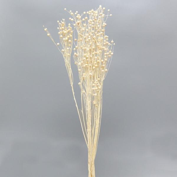 【商品仕様】全長約50cm約24g( 10_dras )( allp5 )リネンのもととなる亜麻の実のドライフラワー。小さな丸い実がアレンジにアクセントを添えてくれます。( flwhite )( dbridl ) 花材 素材 材料 パーツ ...