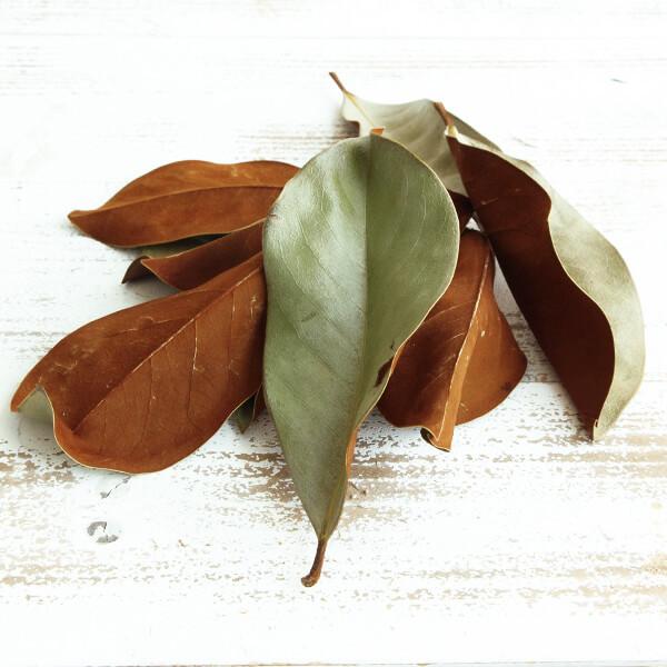 ドライフラワー 花材 即日出荷 マグノリアリーフ・チップ ナチュラル
