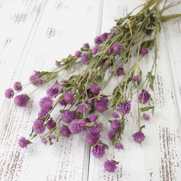 【商品サイズ】全長約40~60cm約30~40g( allp5 )(10_dras)ハーバリウムの花材に大人気の国産センニチコウです。ヘッドを摘み取って瓶やカゴに詰めるだけでも可愛いお花です。青みのある上品なピンク色のライラックカラー。( ...