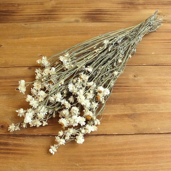 【商品サイズ】全長約50cm約35g( allp5 )(10_dras)小さく丸みのある菊花のような国産アンモビュームです。清楚で素朴な雰囲気のある、人気のドライフラワーです。( natrgr )( flwhite )( dbridl )(...