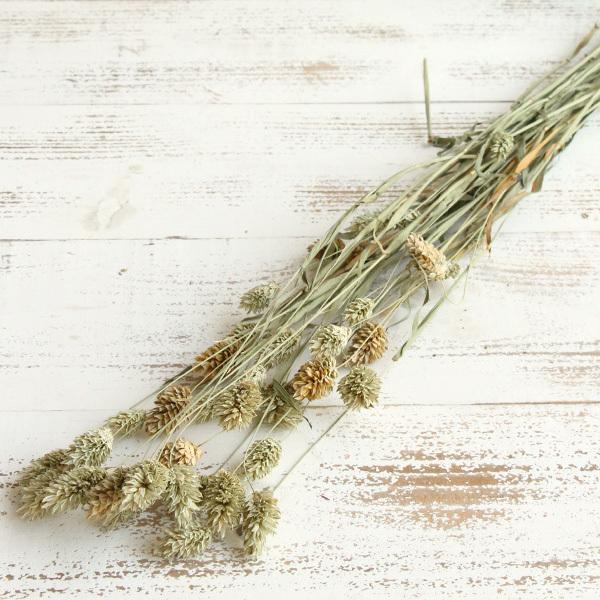 【商品サイズ】約60cm約25g国産( allp5 )(10_dras)( dryear )ふくらんだ穂が人気のドライフラワーです。( natrgr )( dbridl ) 穂 ドライフラワー スワッグ ブーケ ドライフラワー花束 ドライフ...