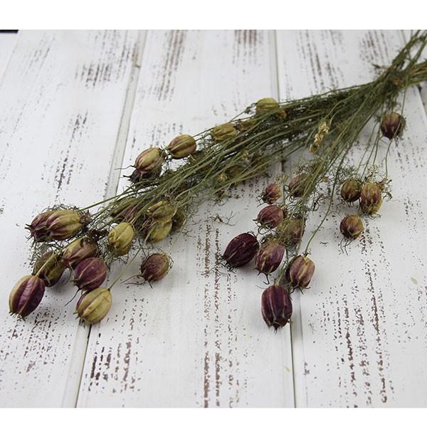 ニゲラ ドライ フラワー ニゲラの育て方 種まきや苗植えの時期と方法は